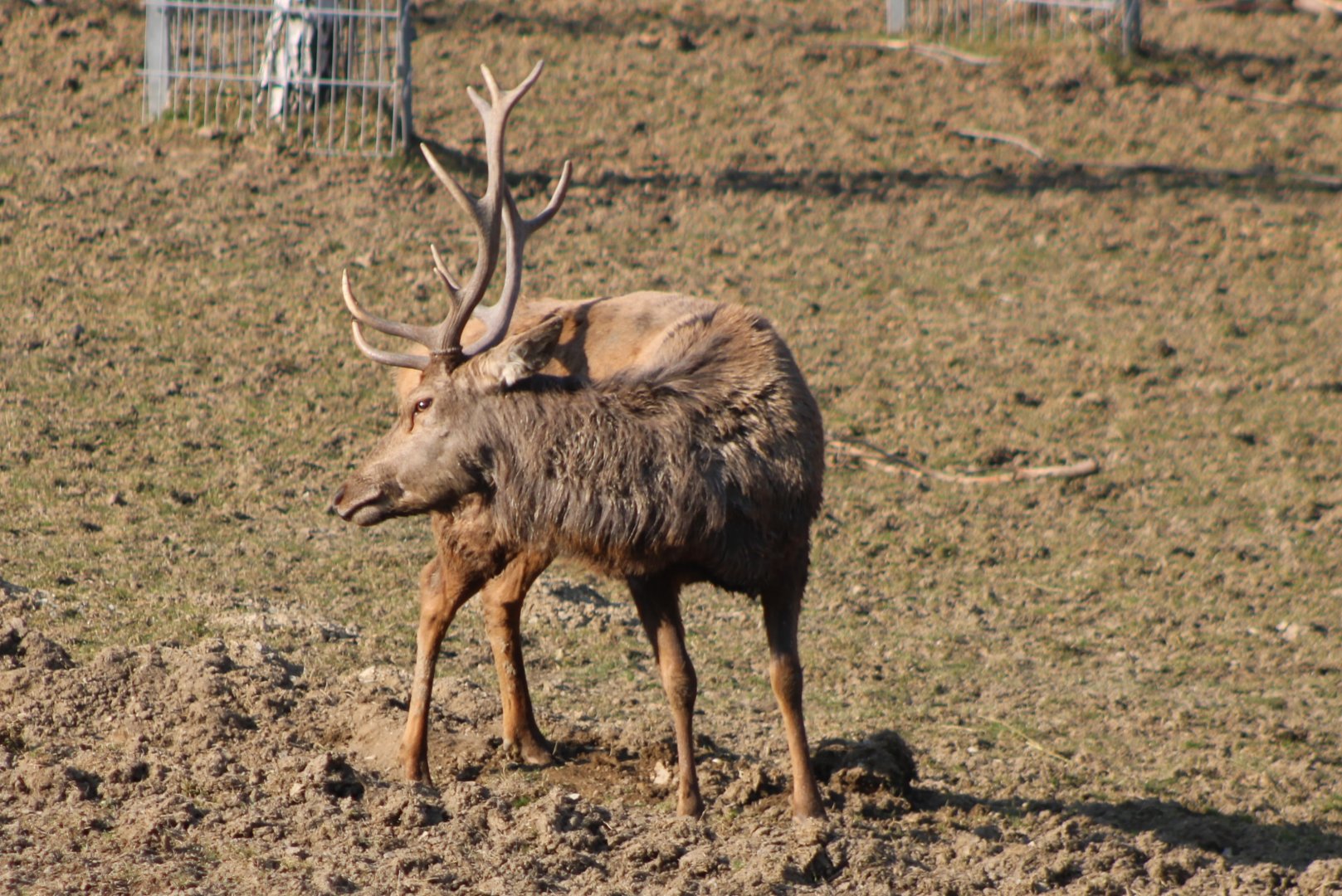 Red deer