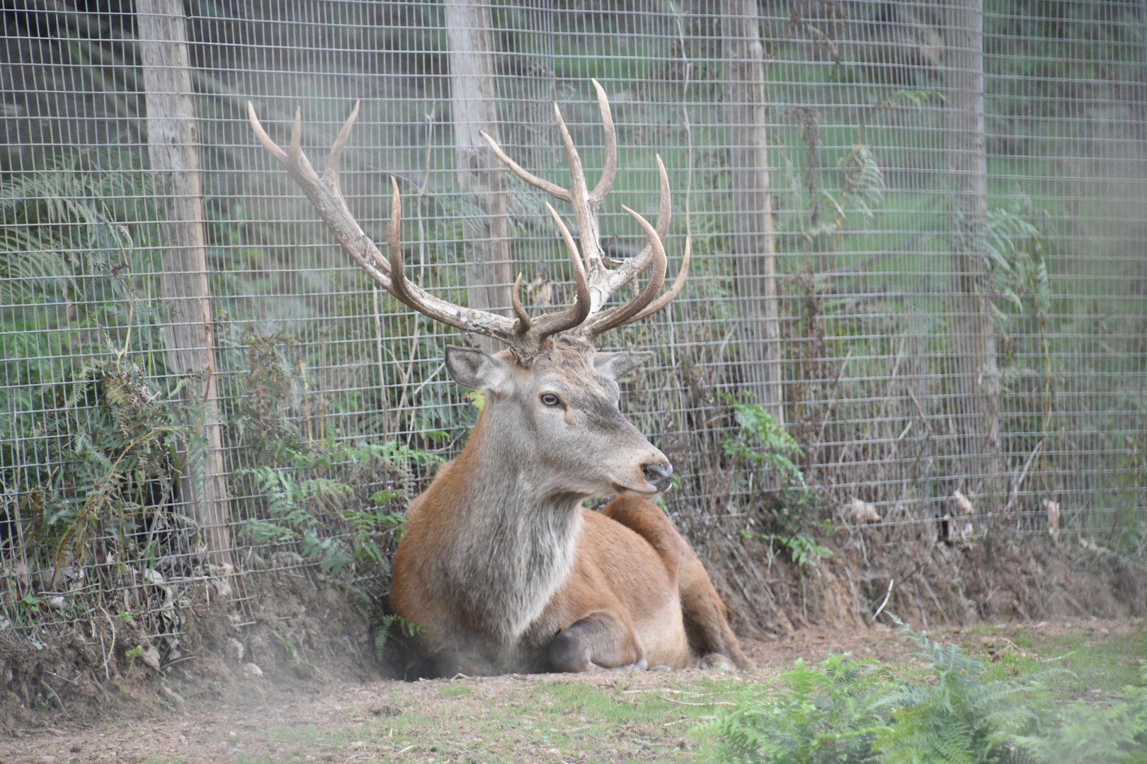 Red Deer