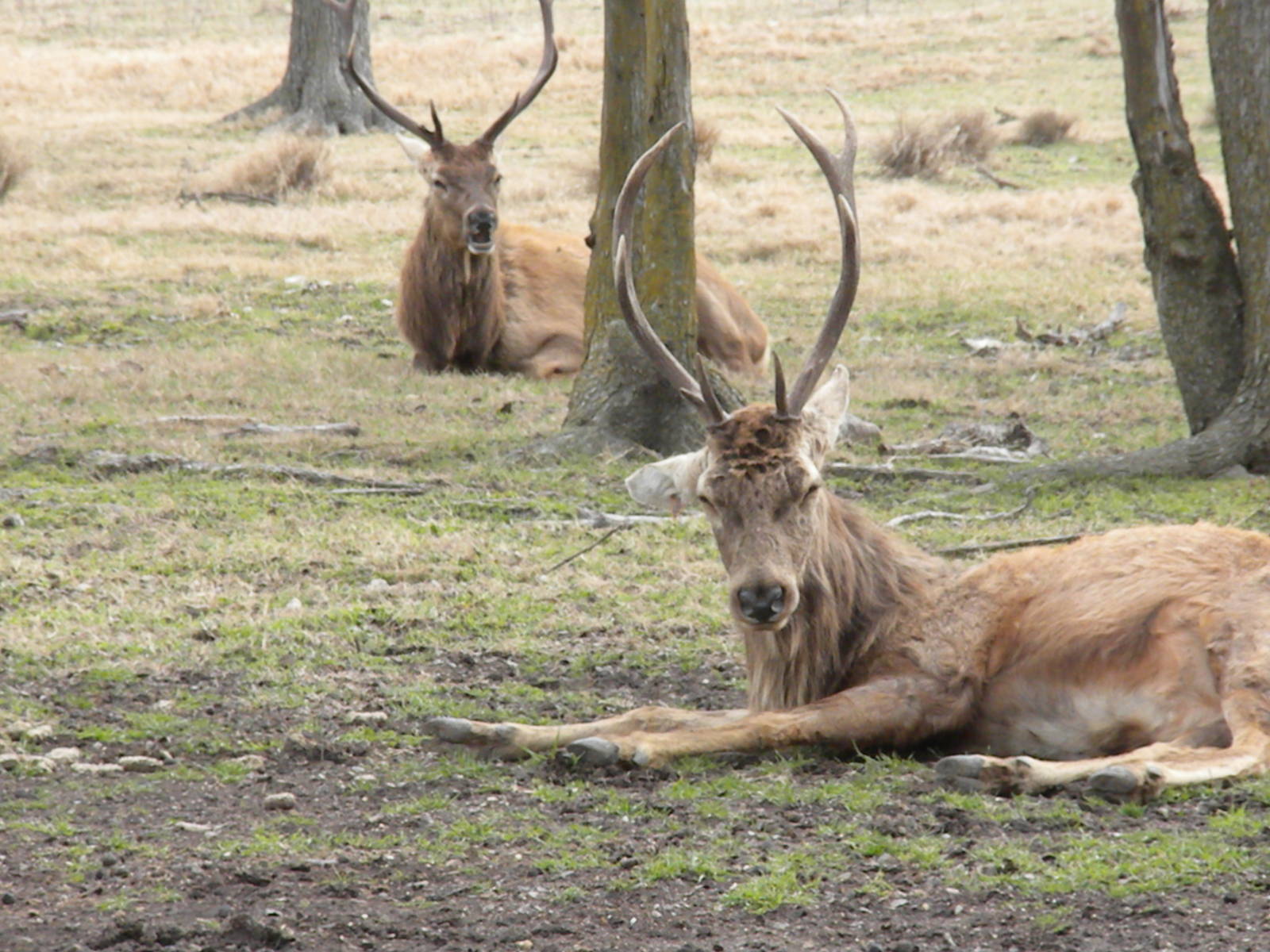 Red Deer