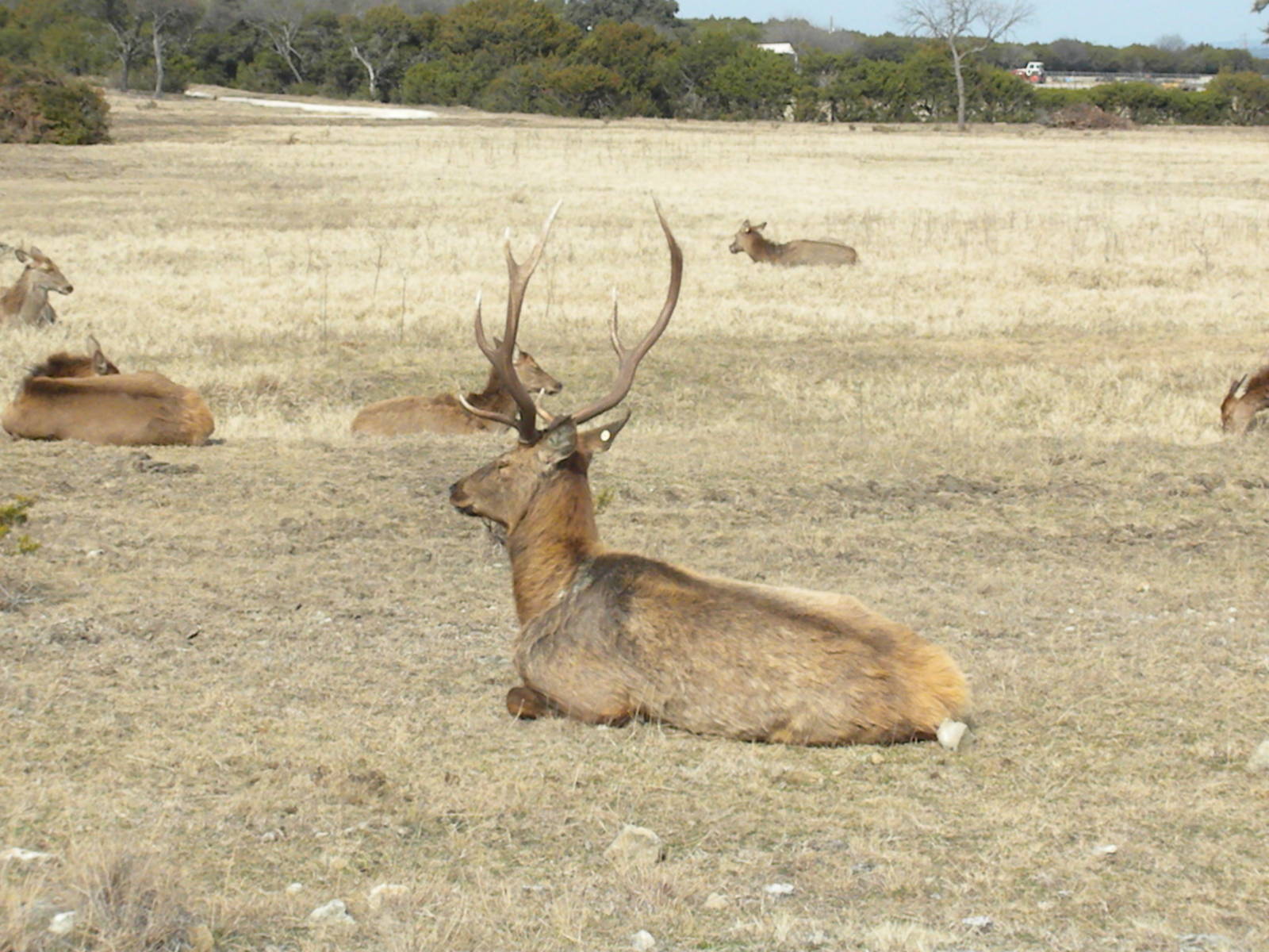 Red Deer