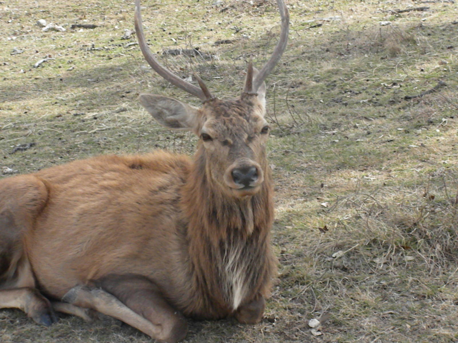 Red Deer