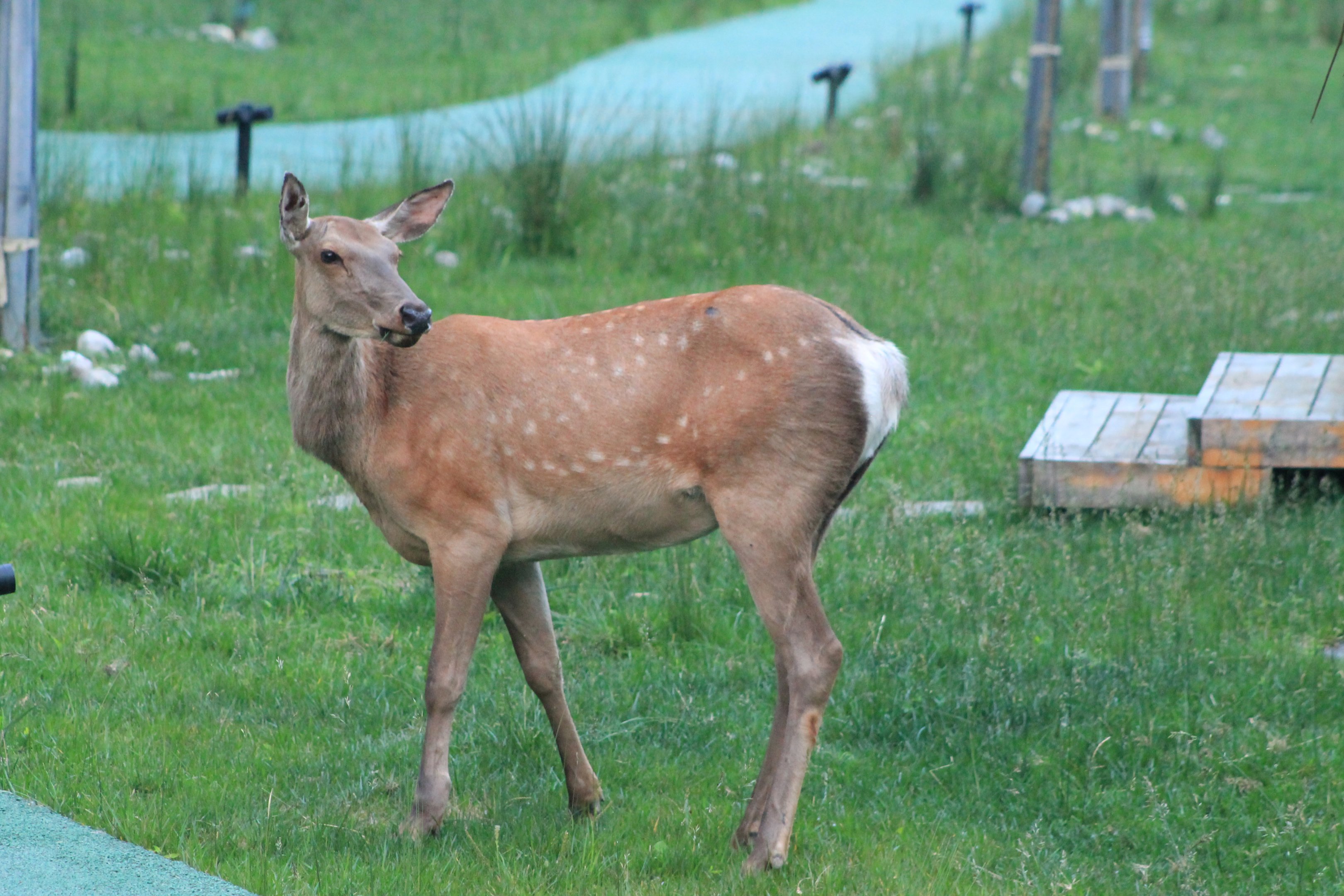 Red Deer