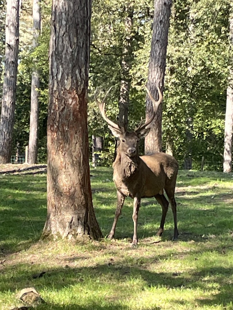 Red deer