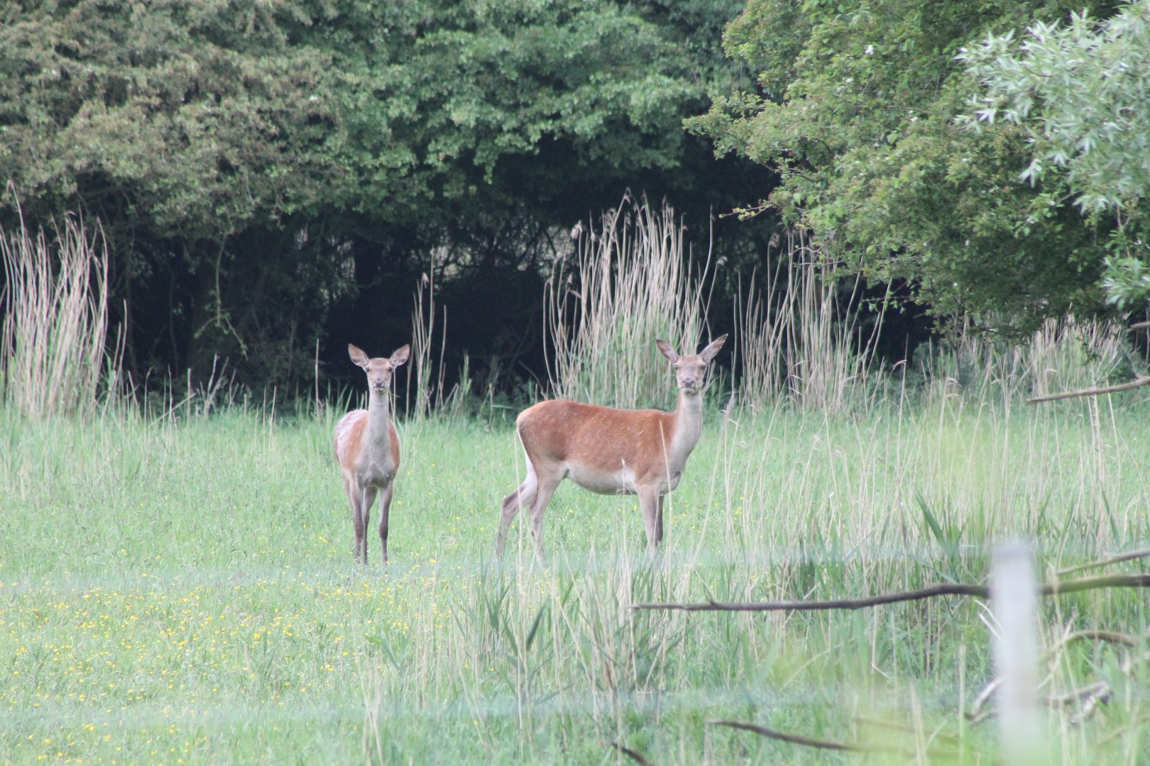 Red deers