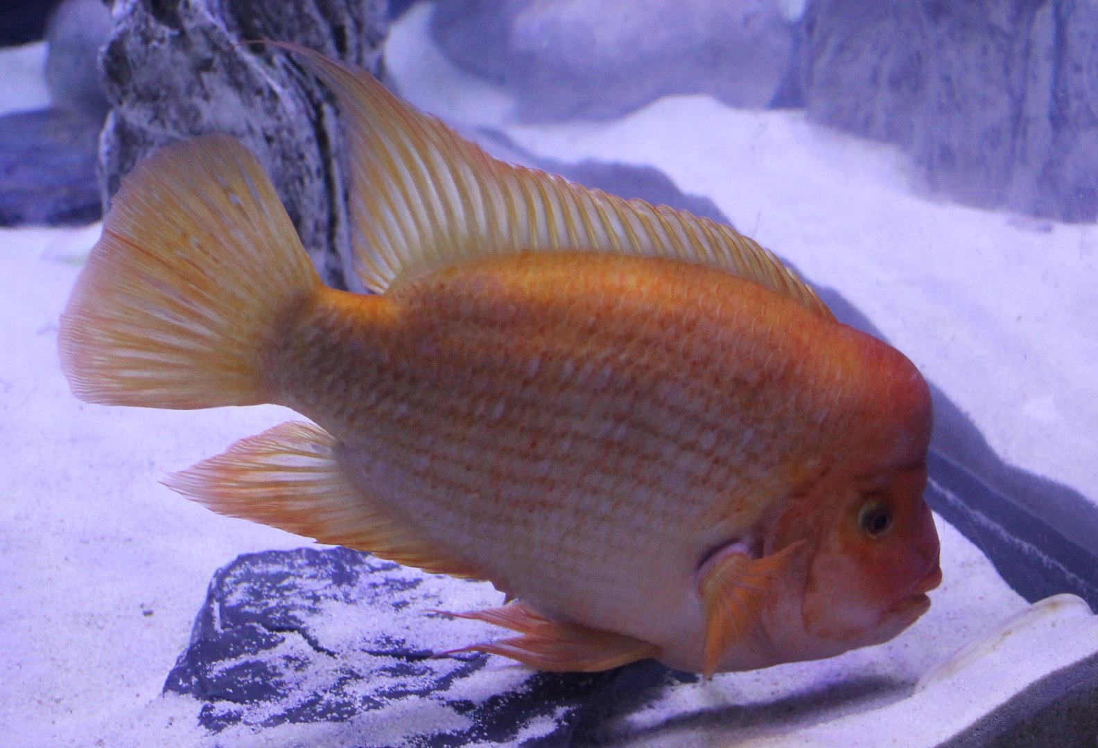 Red Devil  - Amphilophus labiatus