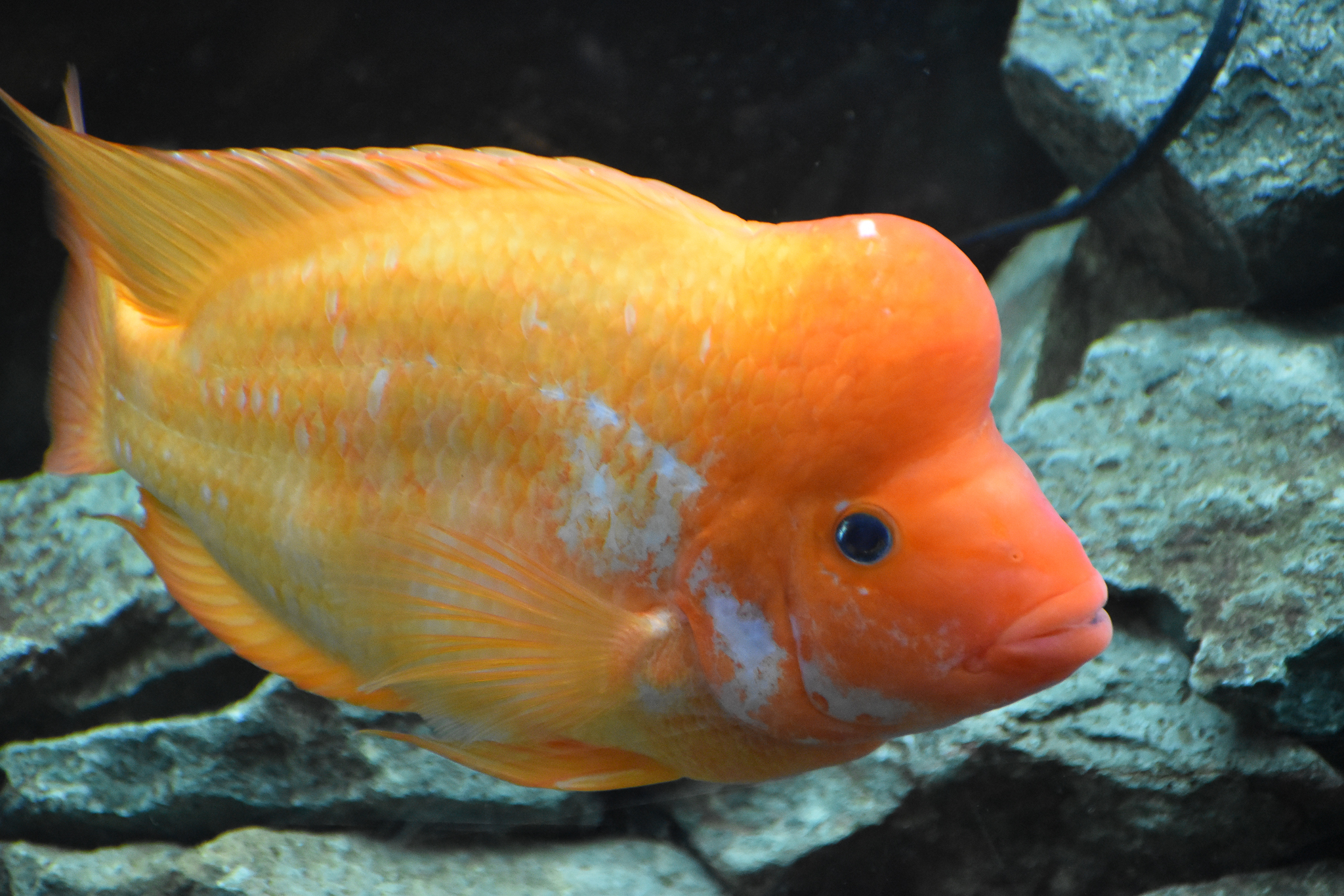 Red Devil Cichlid