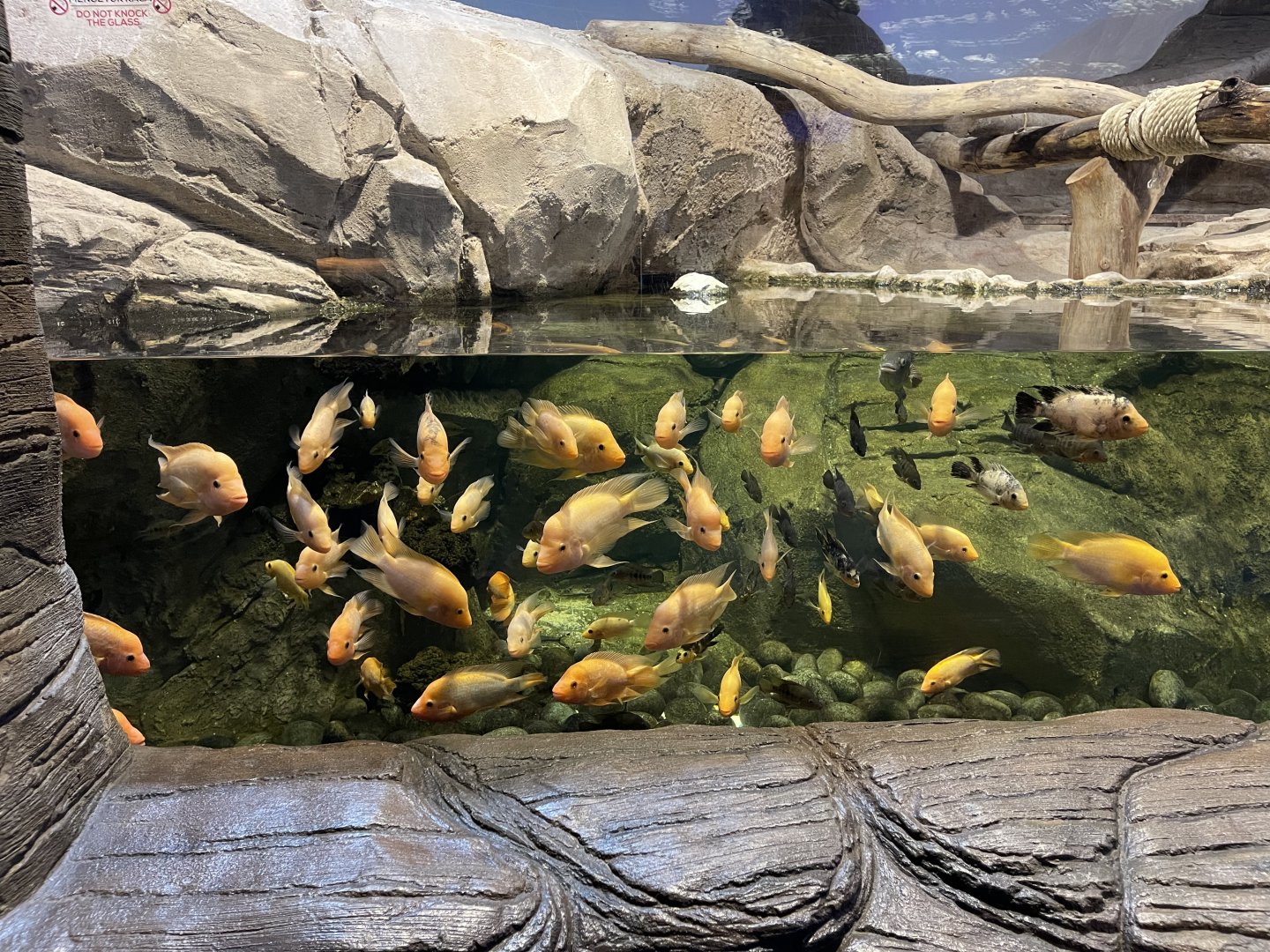 red devil cichlids (amphilophus citrinellus)