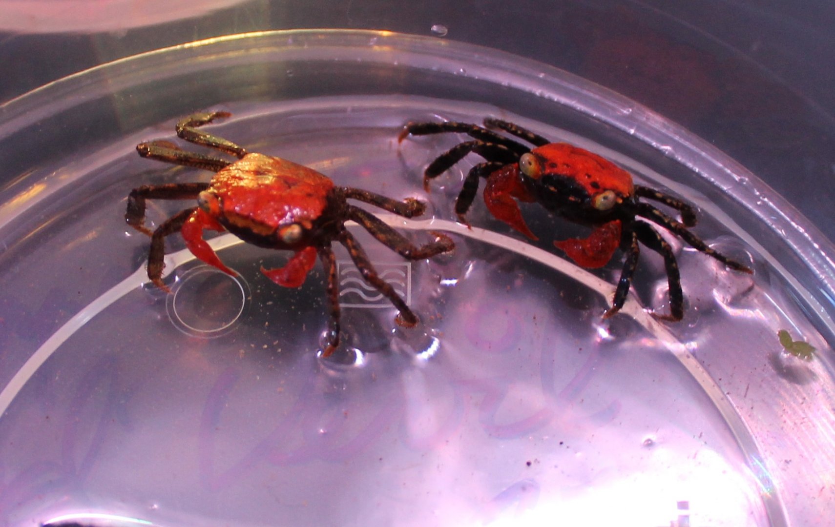 Red devil crabs