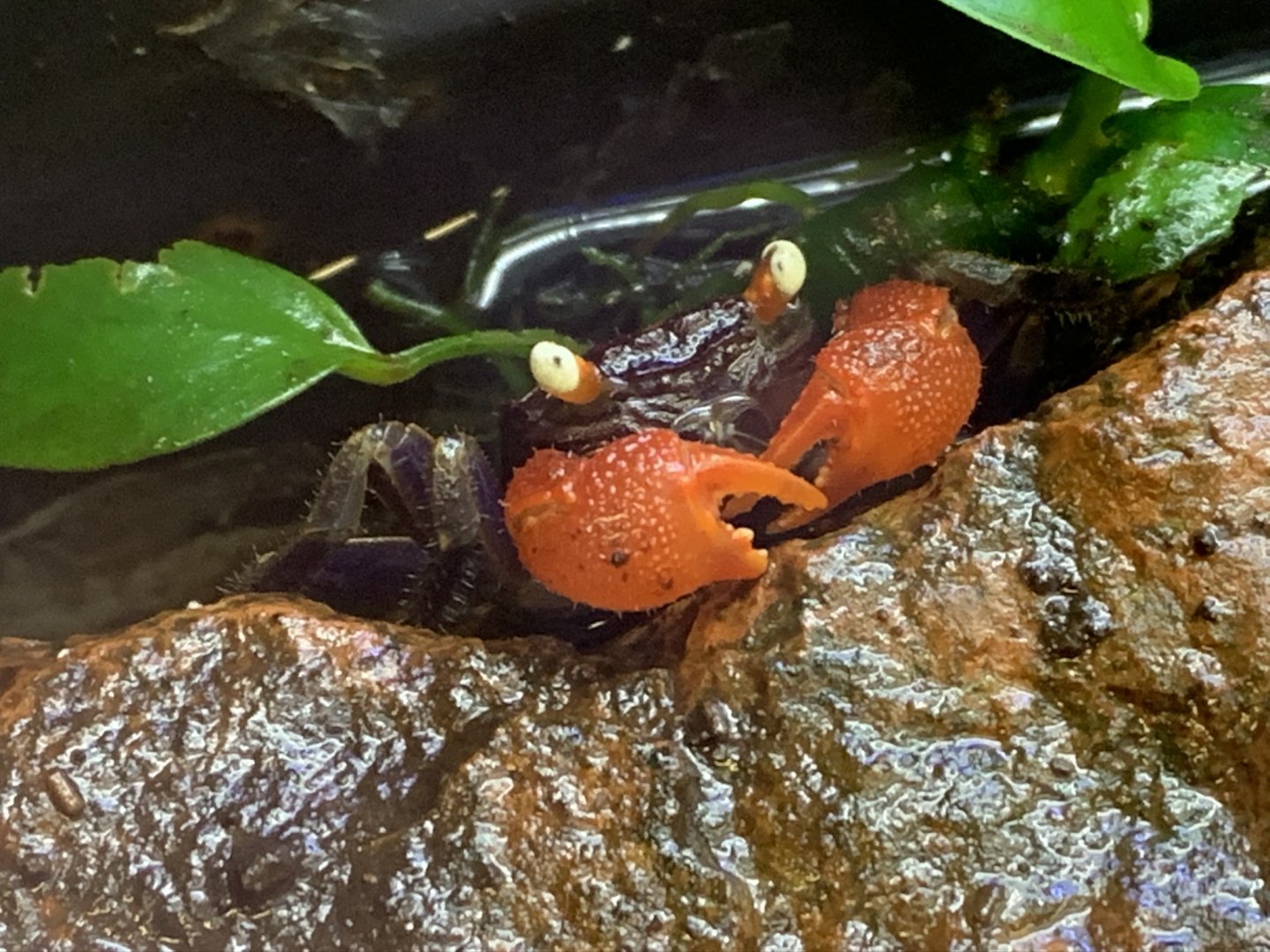 Red Devil Vampire Crab at Northumberland College Zoo (2020)