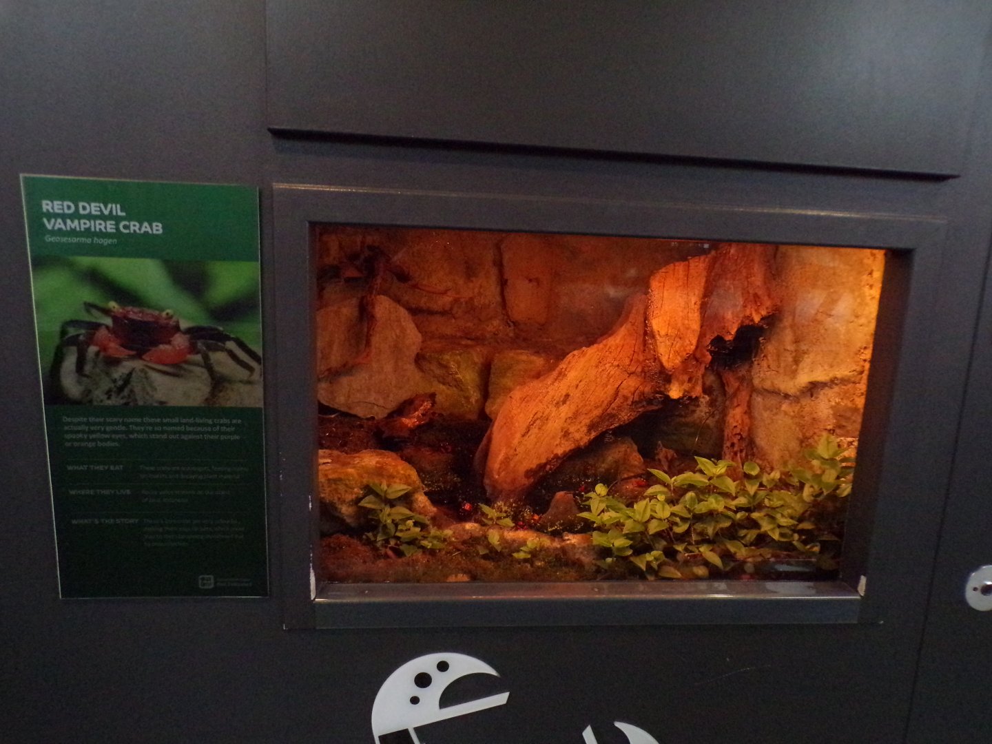 Red devil vampire crab exhibit 11.2.25