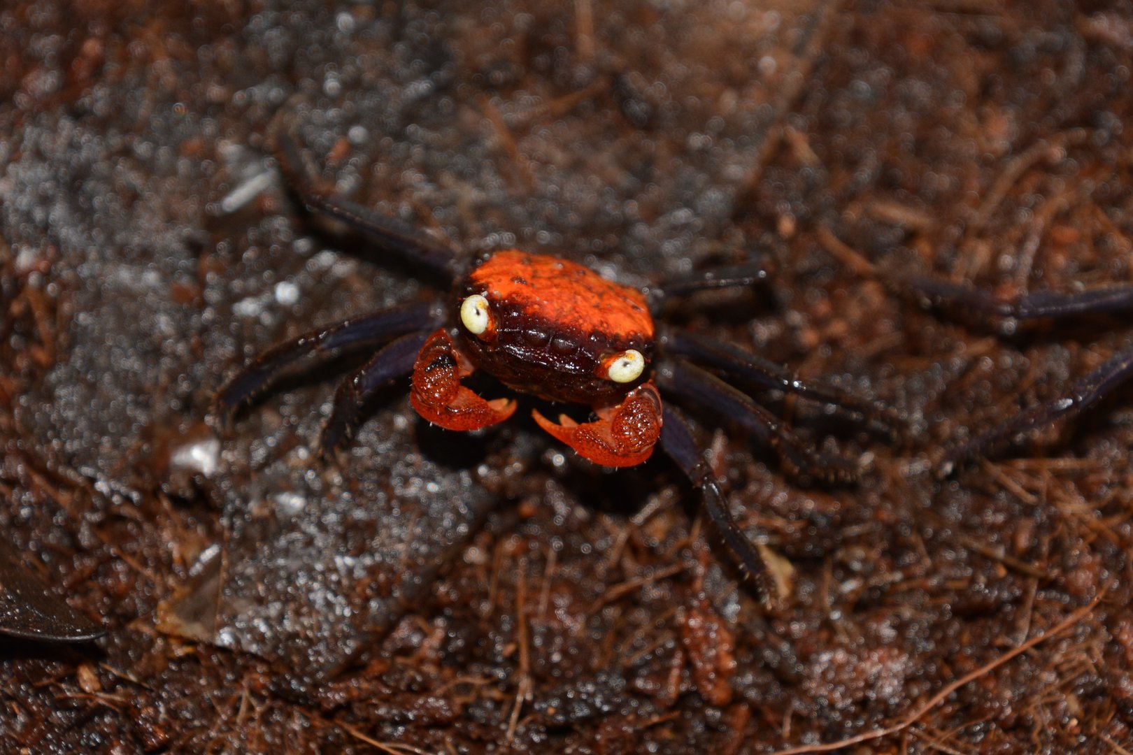 Red devil vampire crab (Geosesarma hagen)