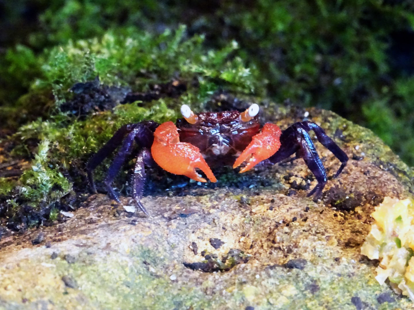Red Devil Vampire Crab