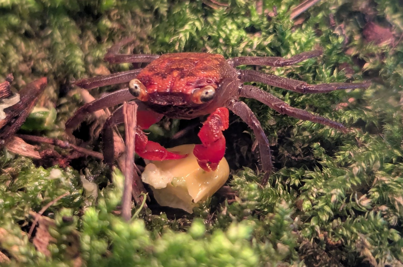 Red Devil Vampire Crab