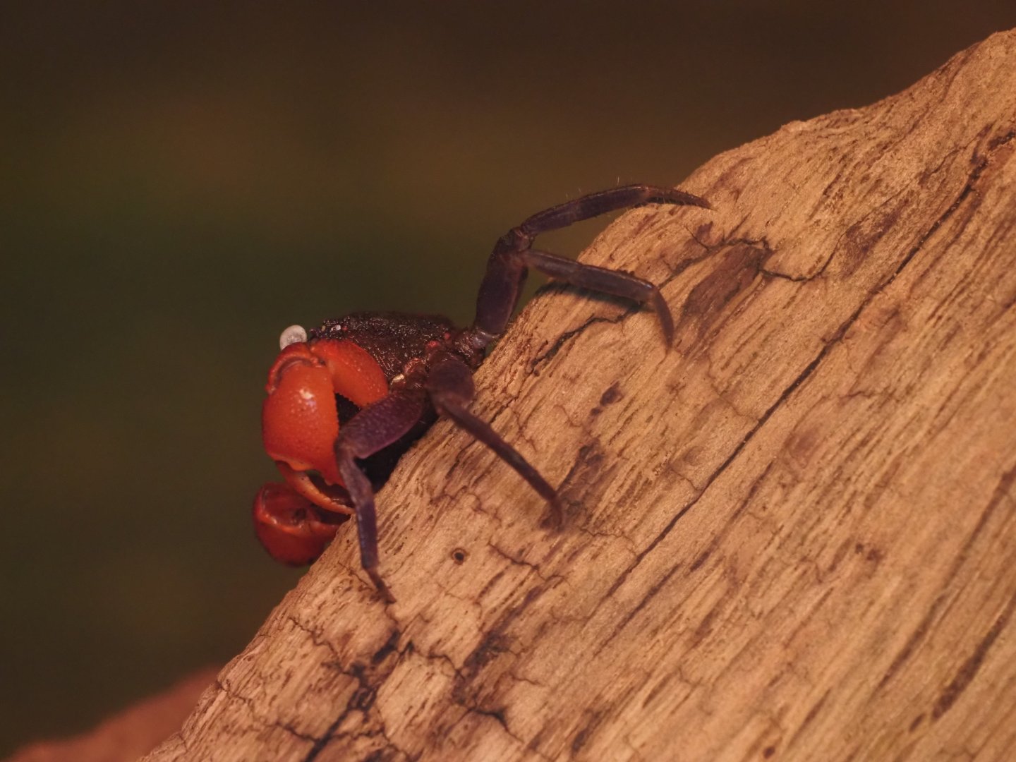 Red Devil Vampire Crab