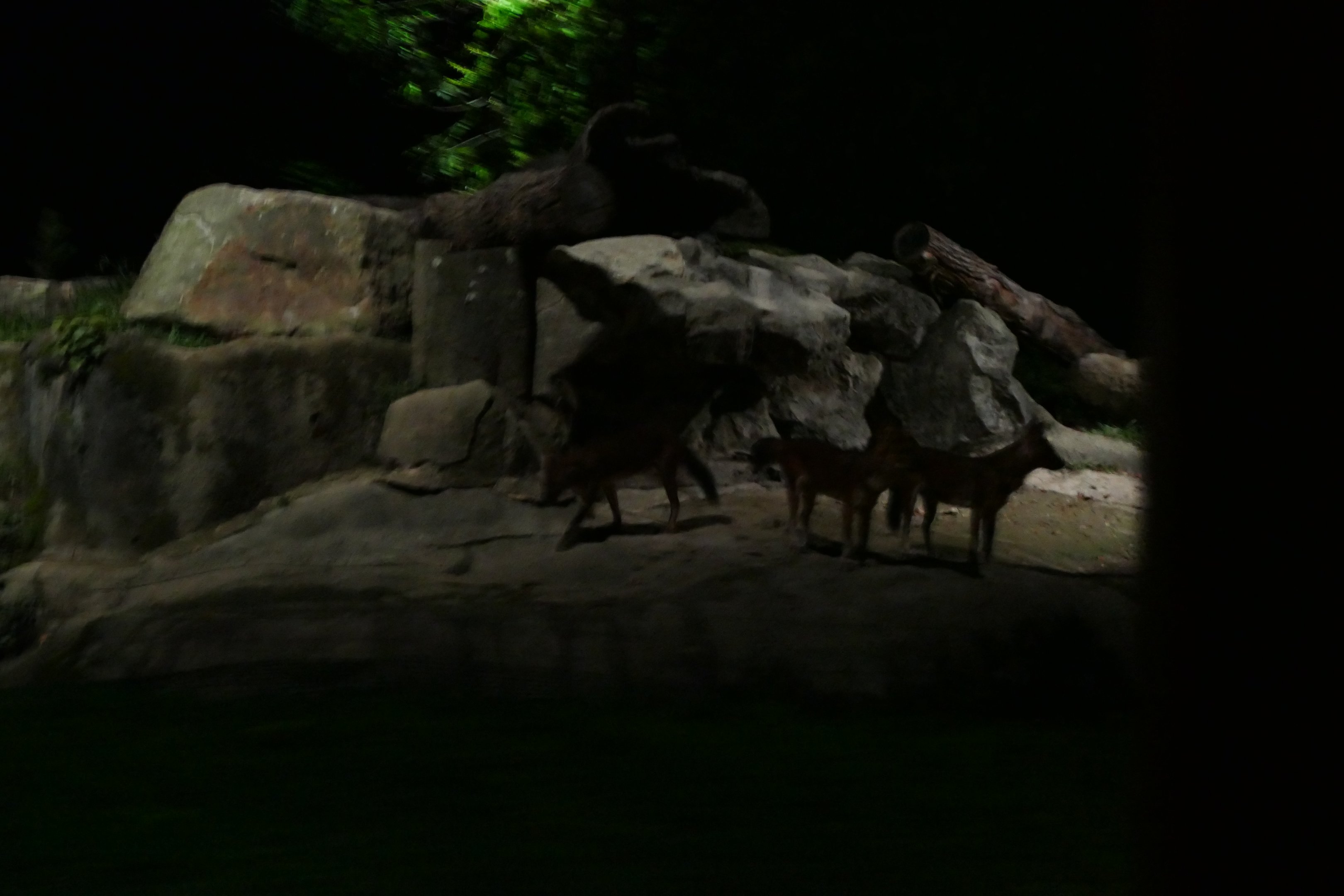 Red Dhole from the tram