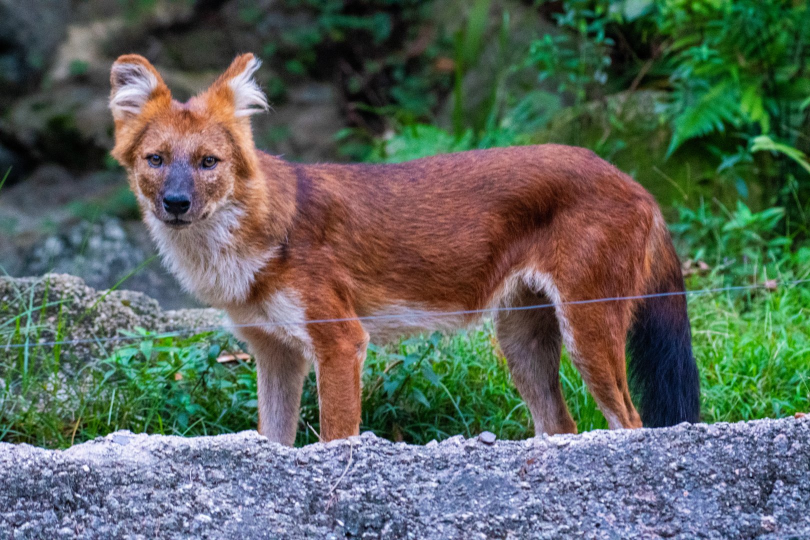 Red Dhole