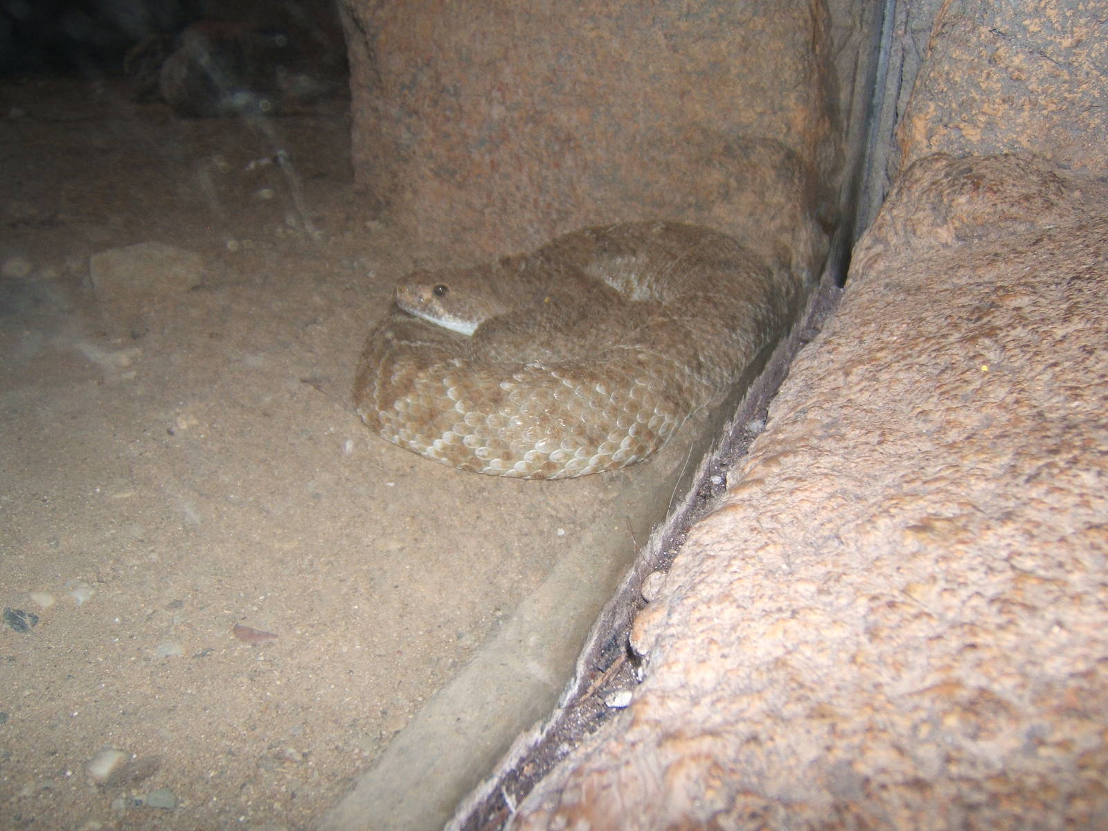 Red Diamond-backed Rattlesnake