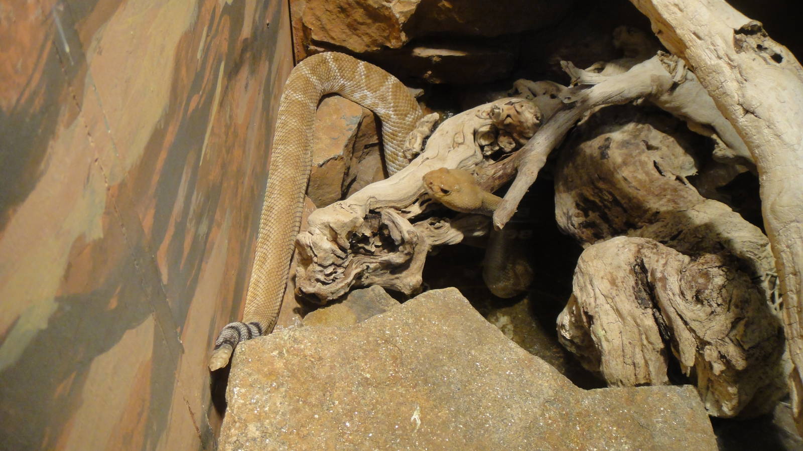 Red diamond rattlesnake at Philadelphia zoo 2015-03-08