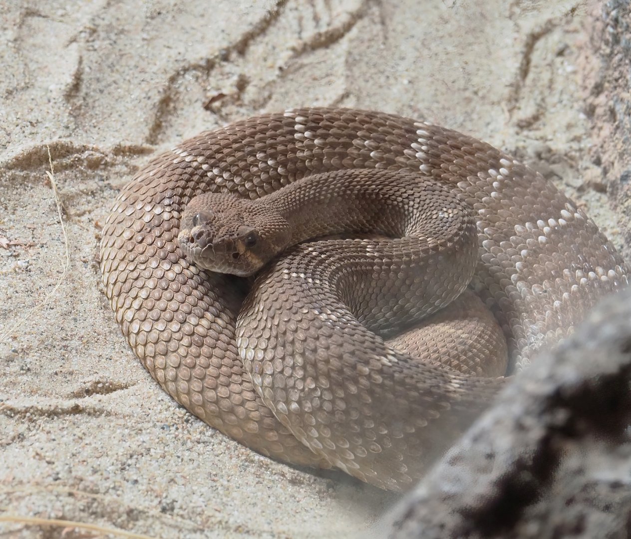 Red diamond rattlesnake (Crotalus ruber), 2023-10-07