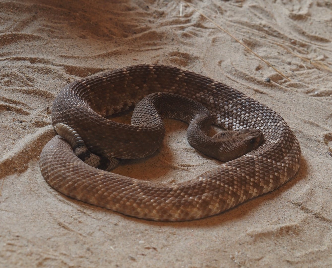 Red diamond rattlesnake (Crotalus ruber), 2025-05-17