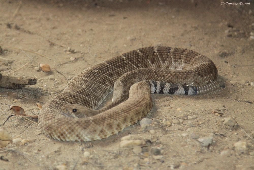 Red Diamond Rattlesnake (Crotalus ruber)