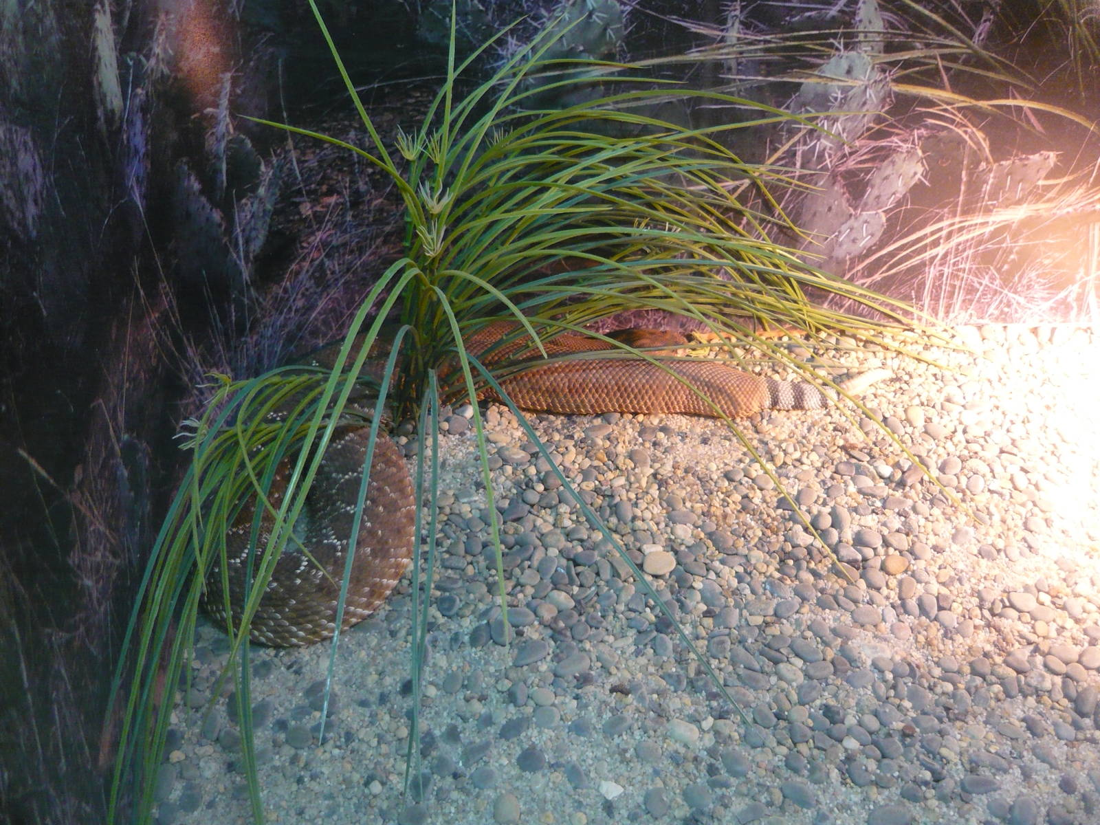Red diamond rattlesnake (Crotalus ruber)