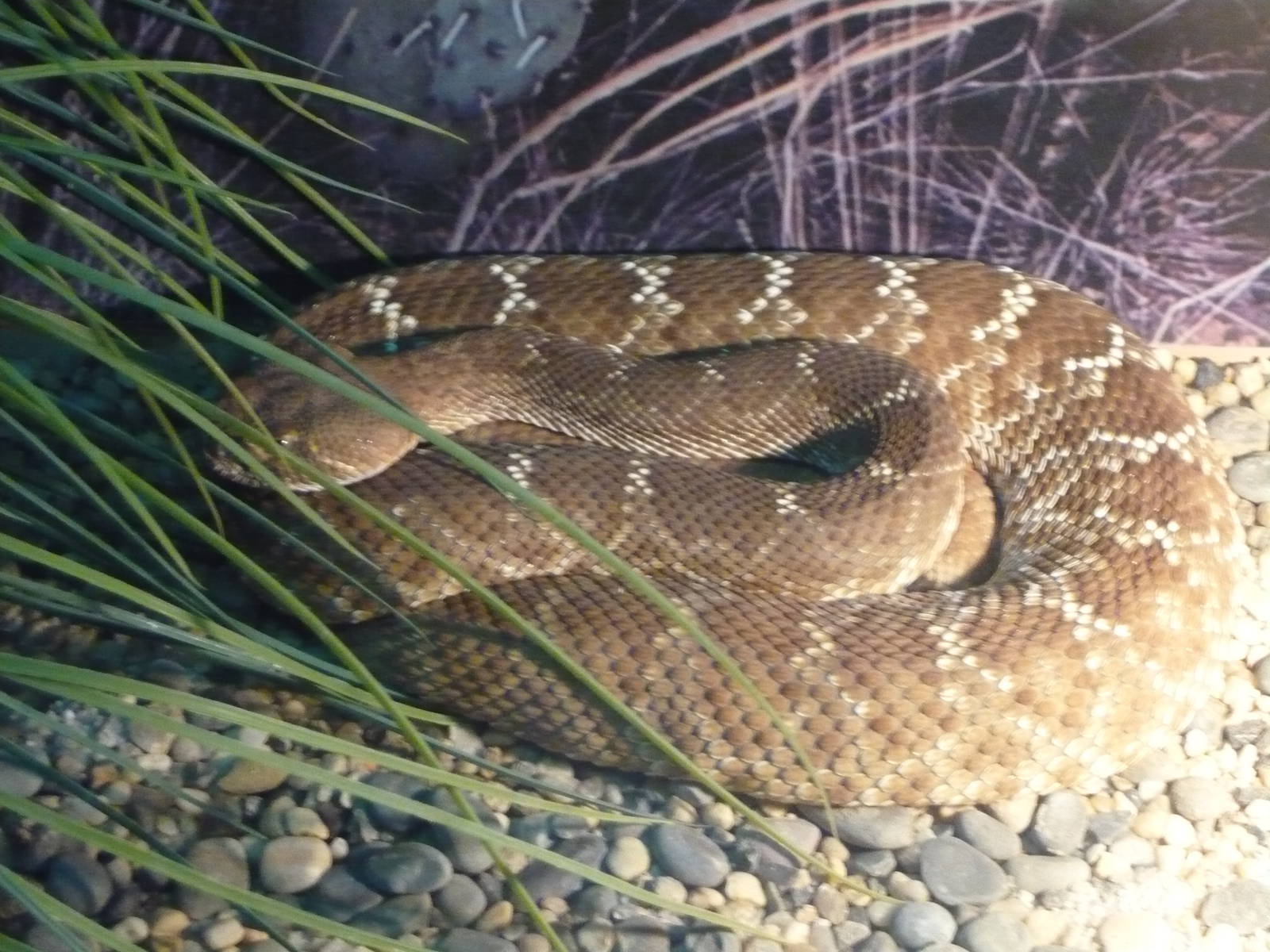 Red diamond rattlesnake (Crotalus ruber)