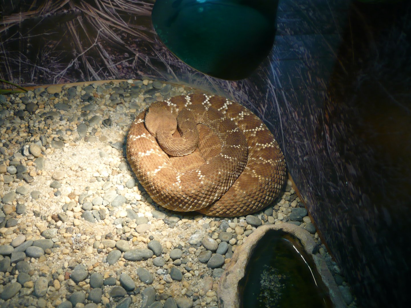 Red diamond rattlesnake (Crotalus ruber)