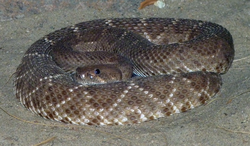 Red diamond rattlesnake (Crotalus ruber)
