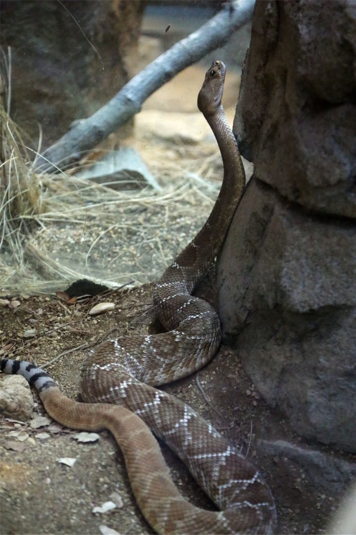 Red diamond rattlesnake (Crotalus ruber)