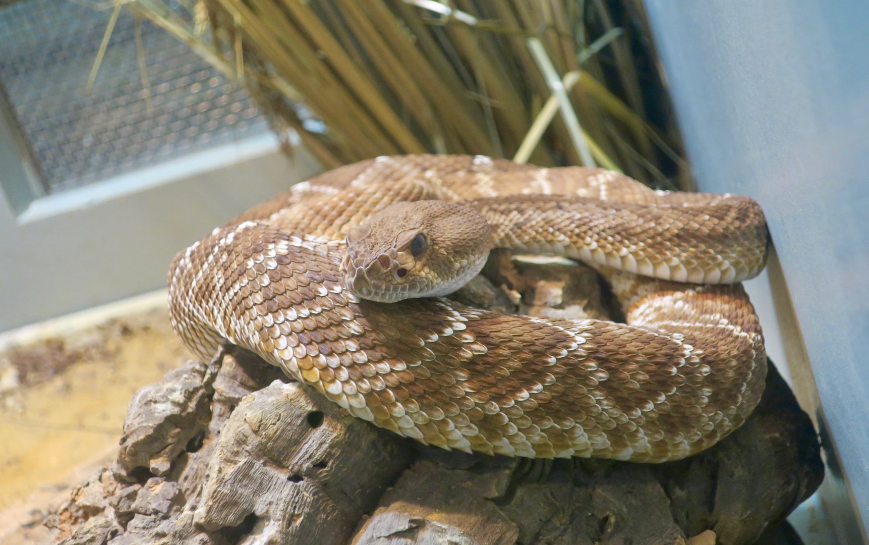 Red Diamond Rattlesnake (Crotalus ruber)