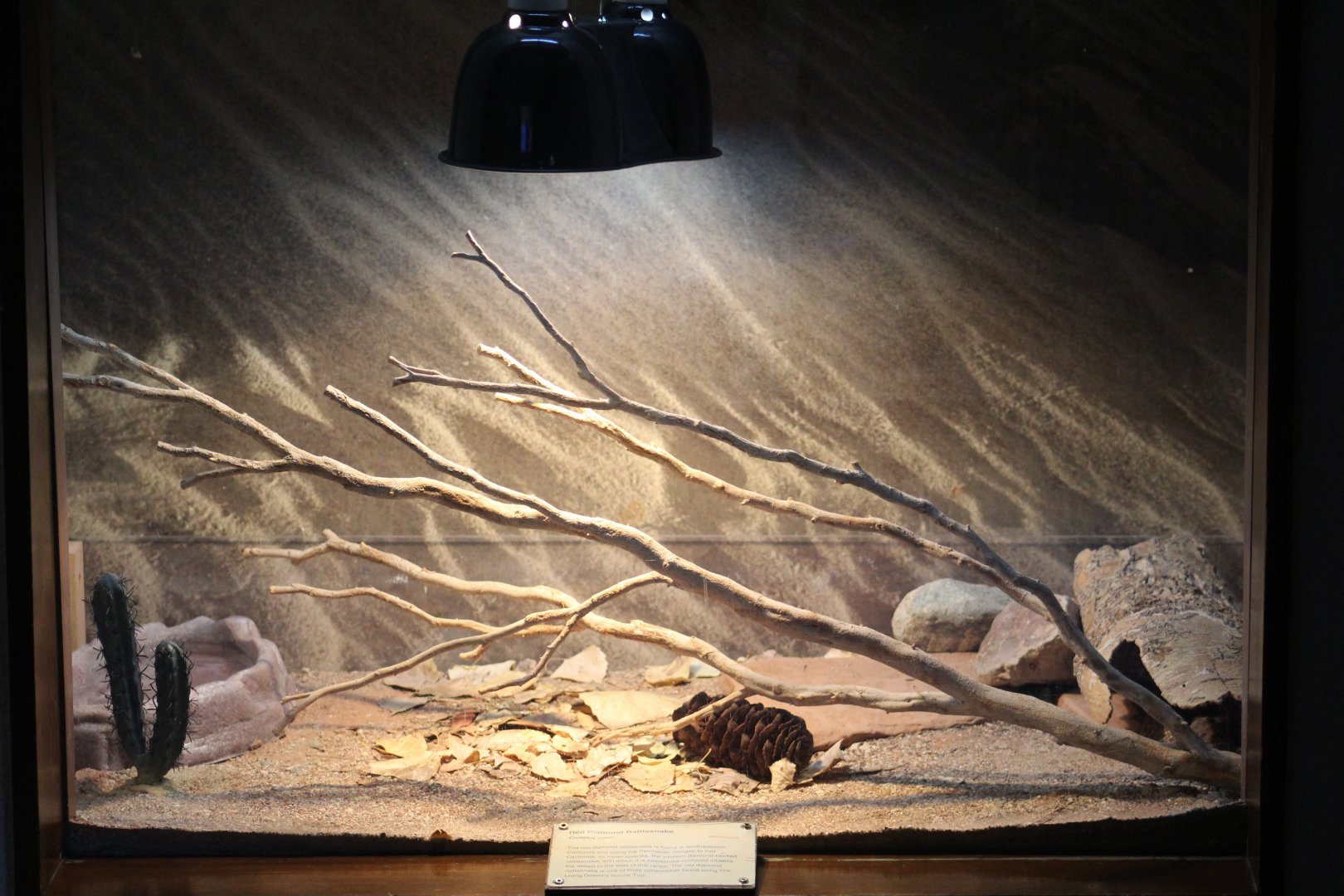 Red Diamond Rattlesnake Enclosure