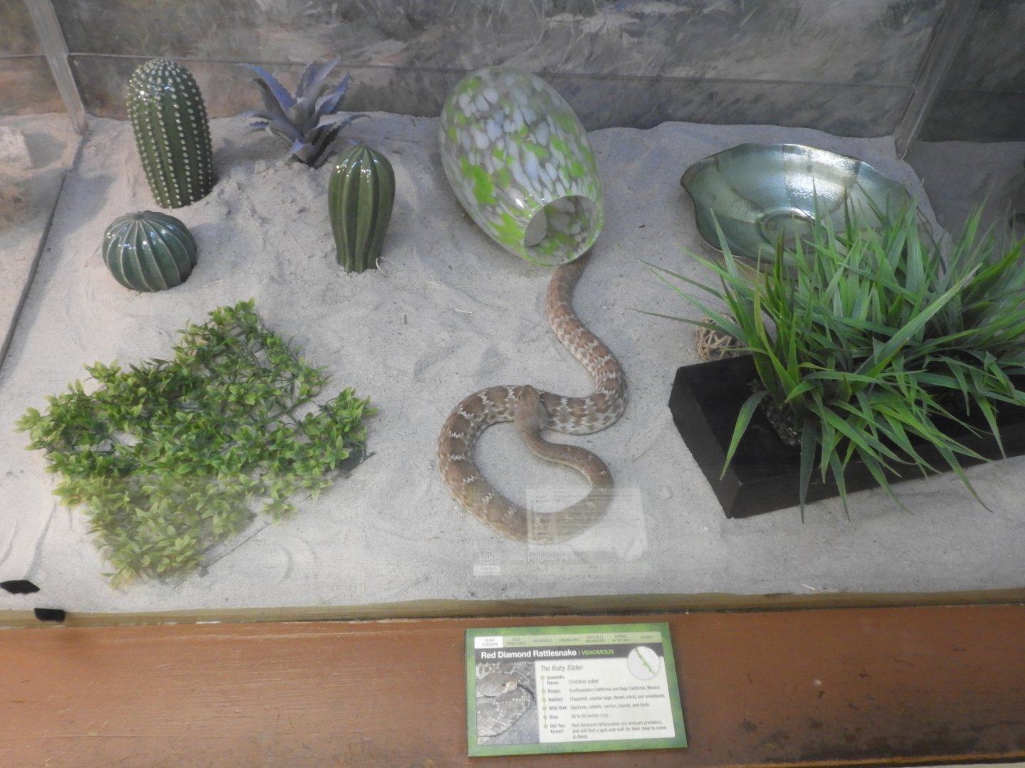 Red diamond rattlesnake enclosure