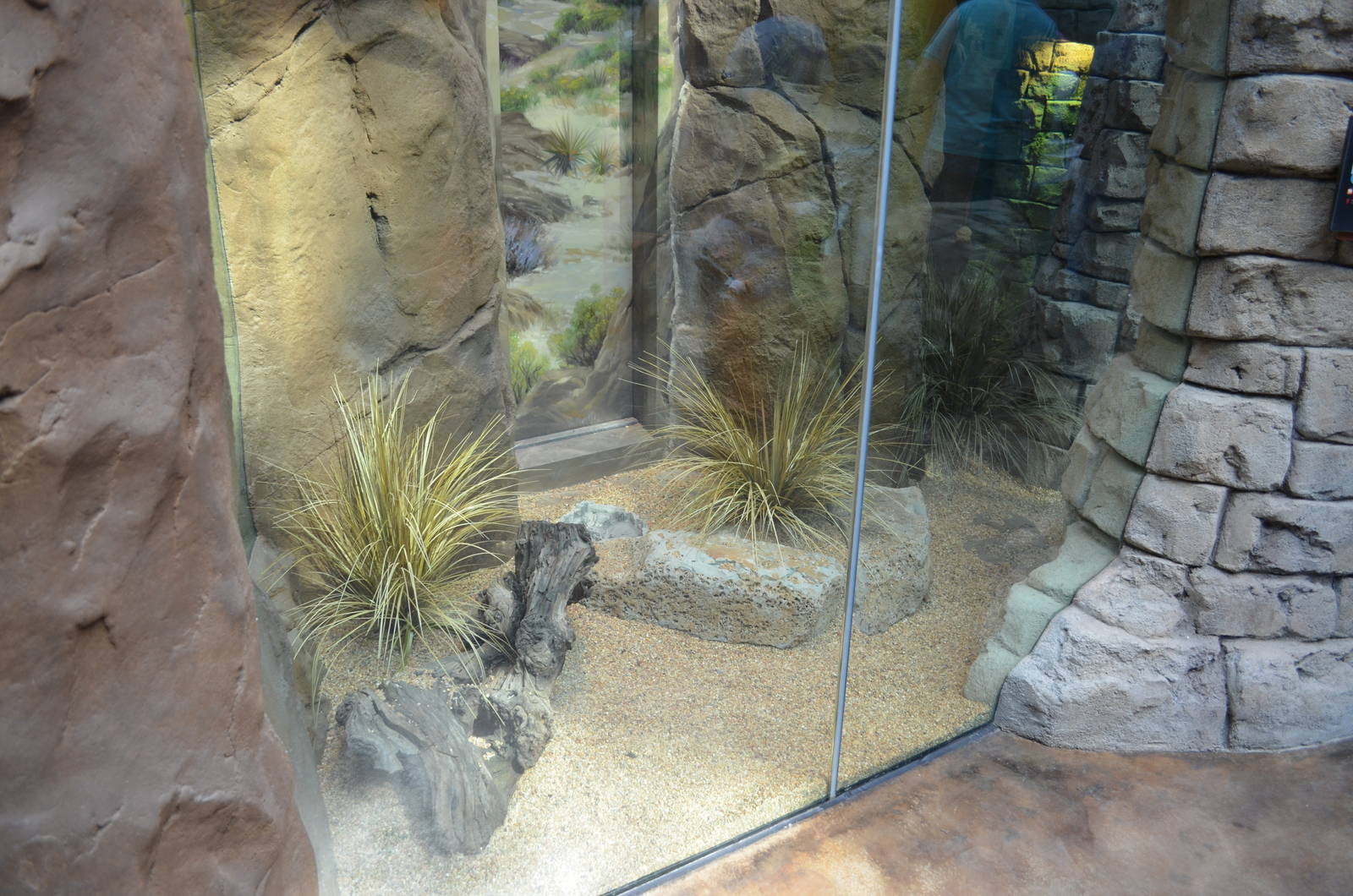RED DIAMOND RATTLESNAKE EXHIBIT