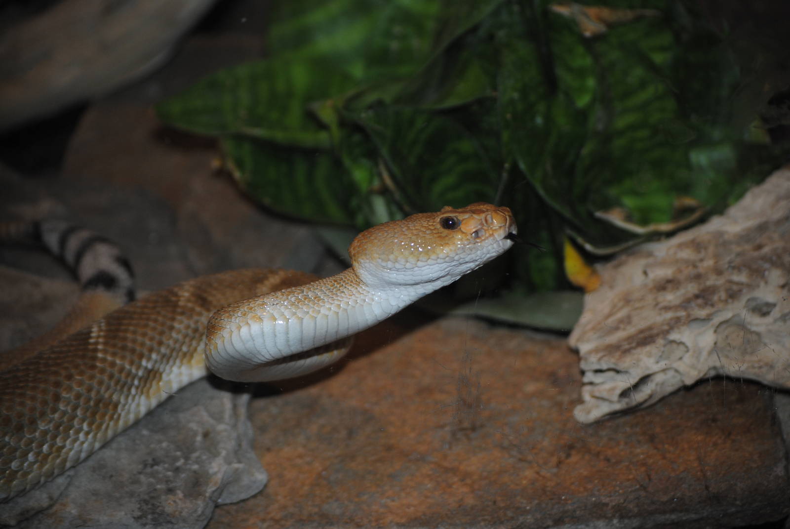 Red Diamond Rattlesnake