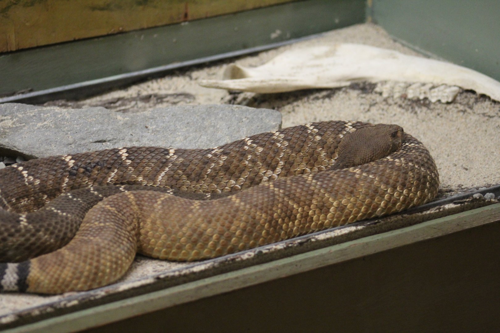 Red Diamond Rattlesnake