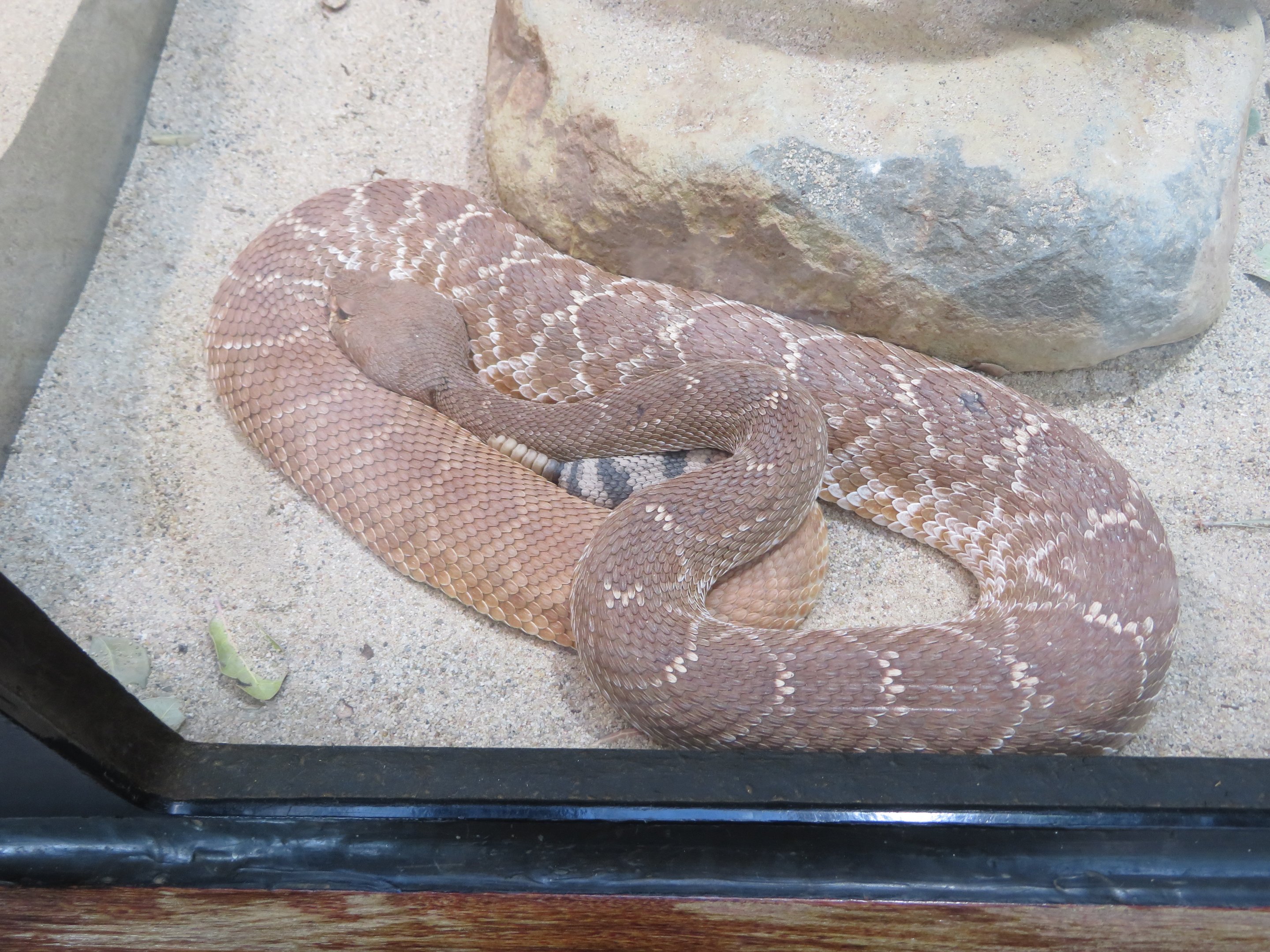 Red Diamond Rattlesnake