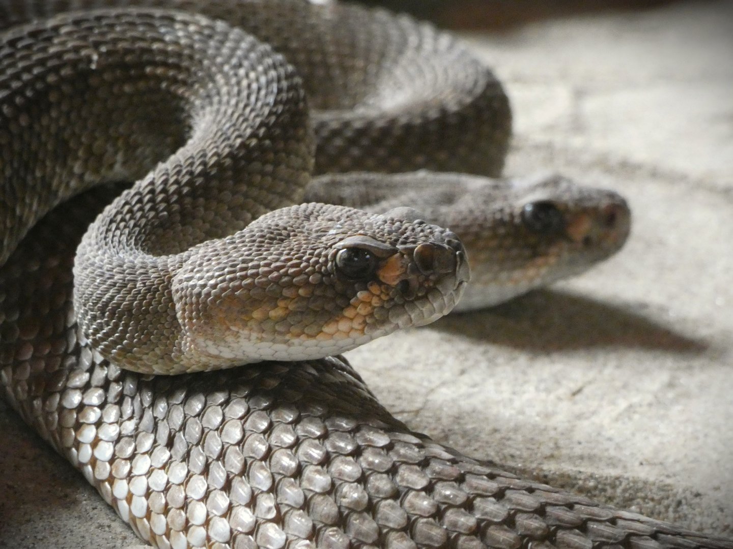 Red Diamond Rattlesnake