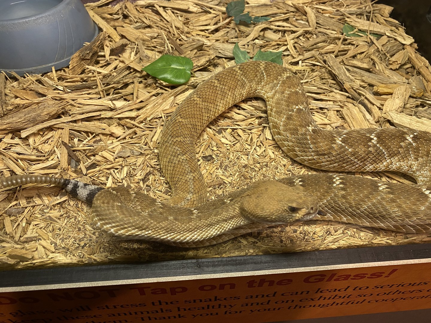 Red Diamond Rattlesnake