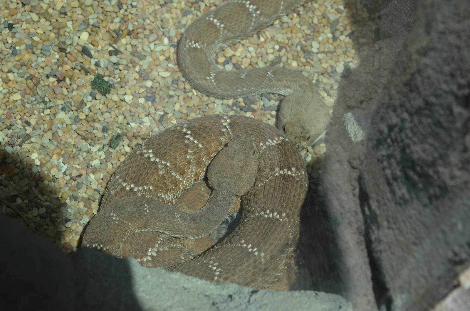 Red Diamond Rattlesnakes