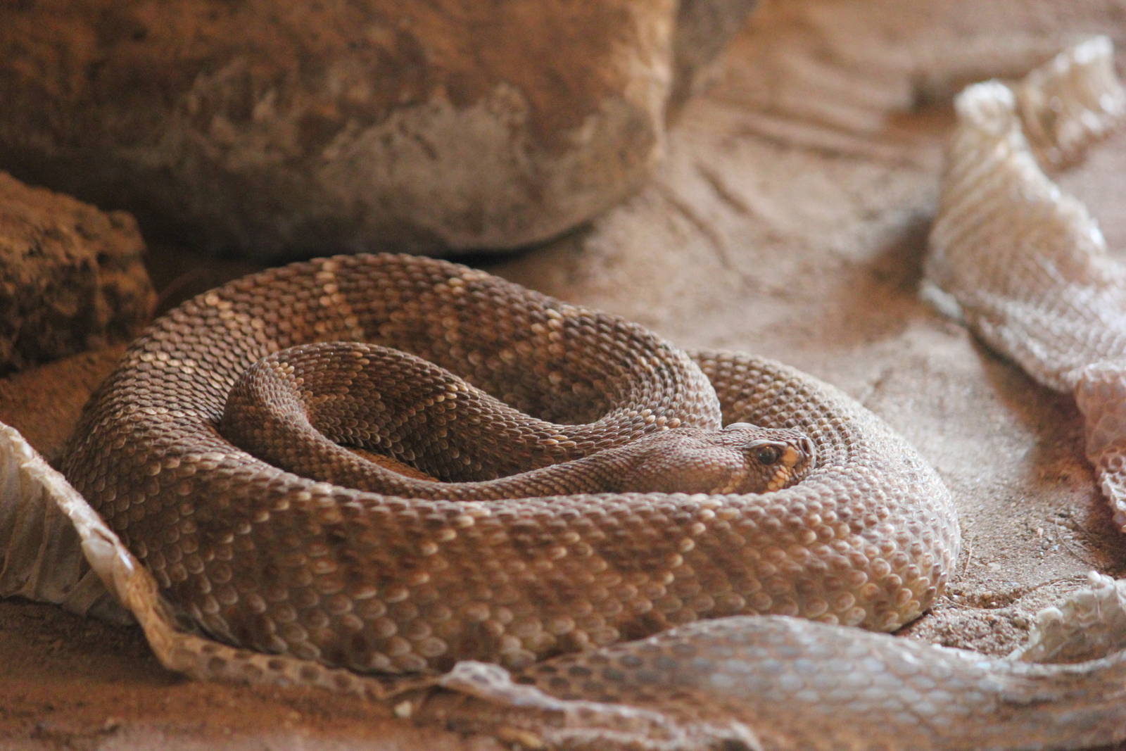 Red diamondback rattlesnake