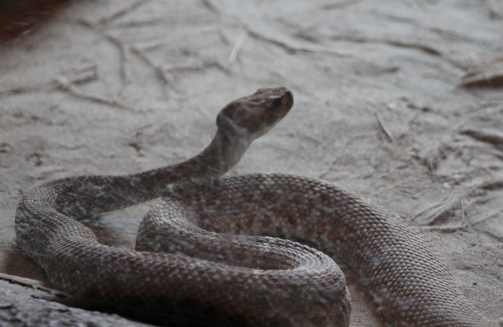 Red diamondback rattlesnake