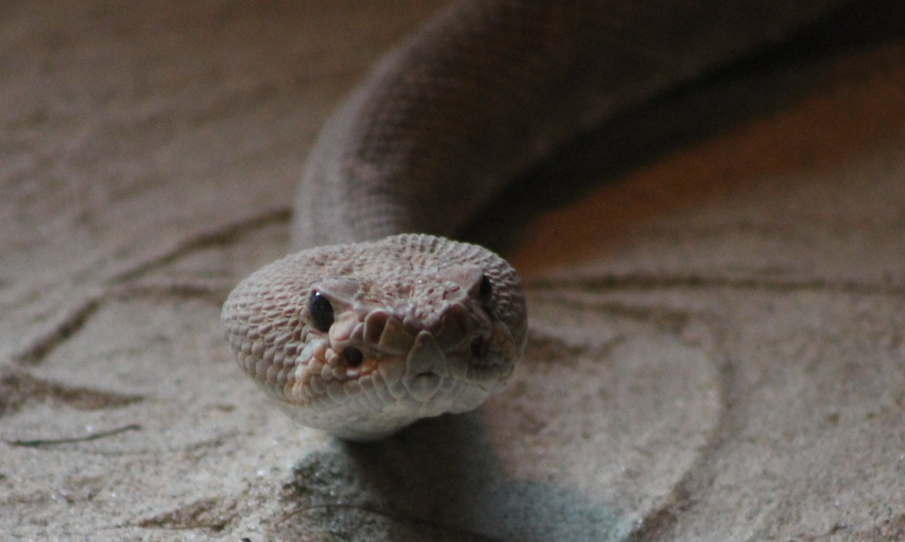 Red diamondback rattlesnake