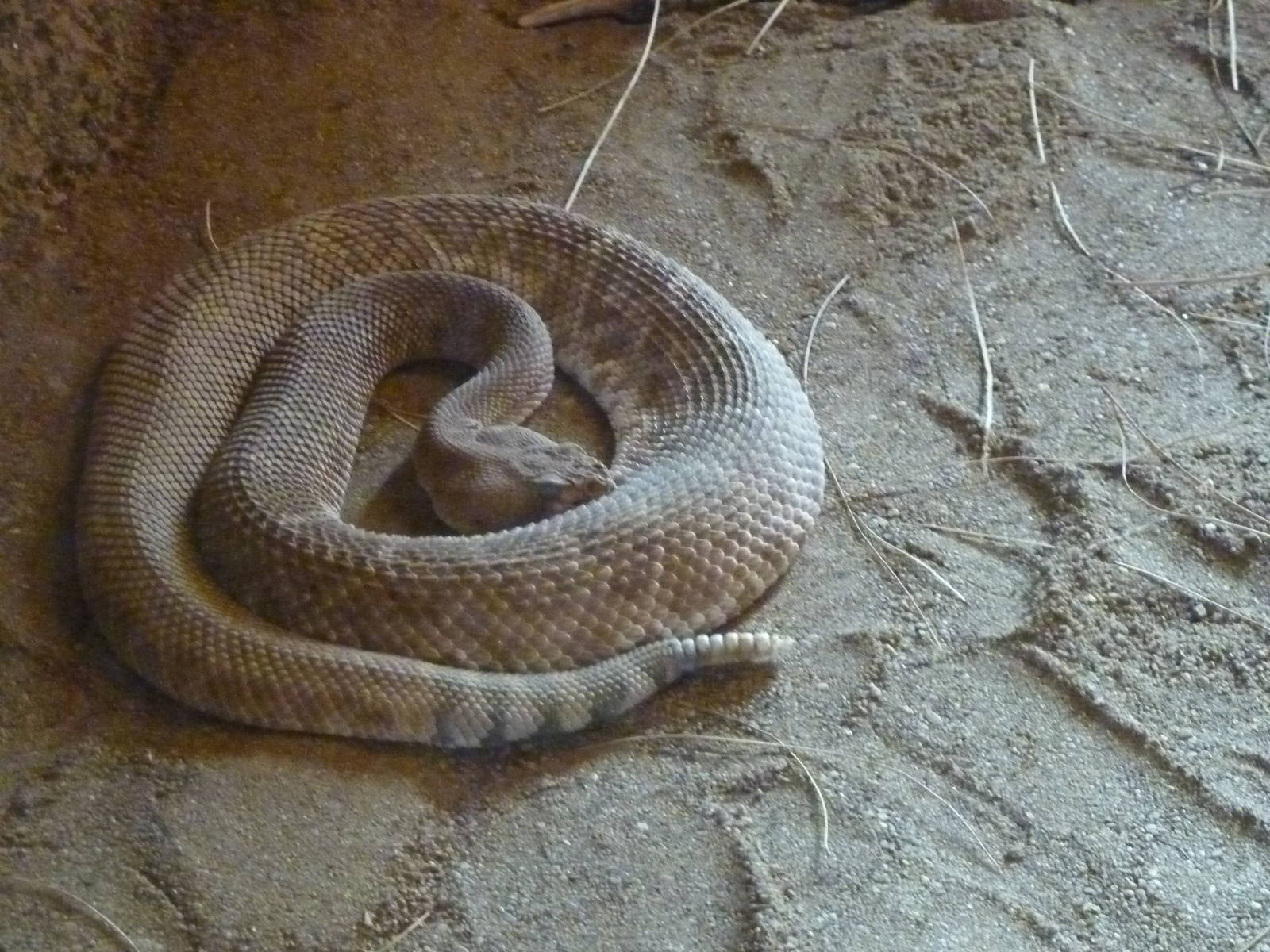 Red diamondhead ratlesnake