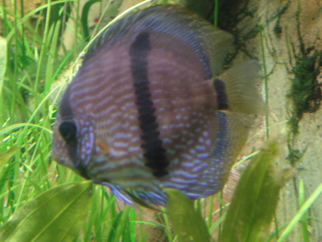 Red Discus