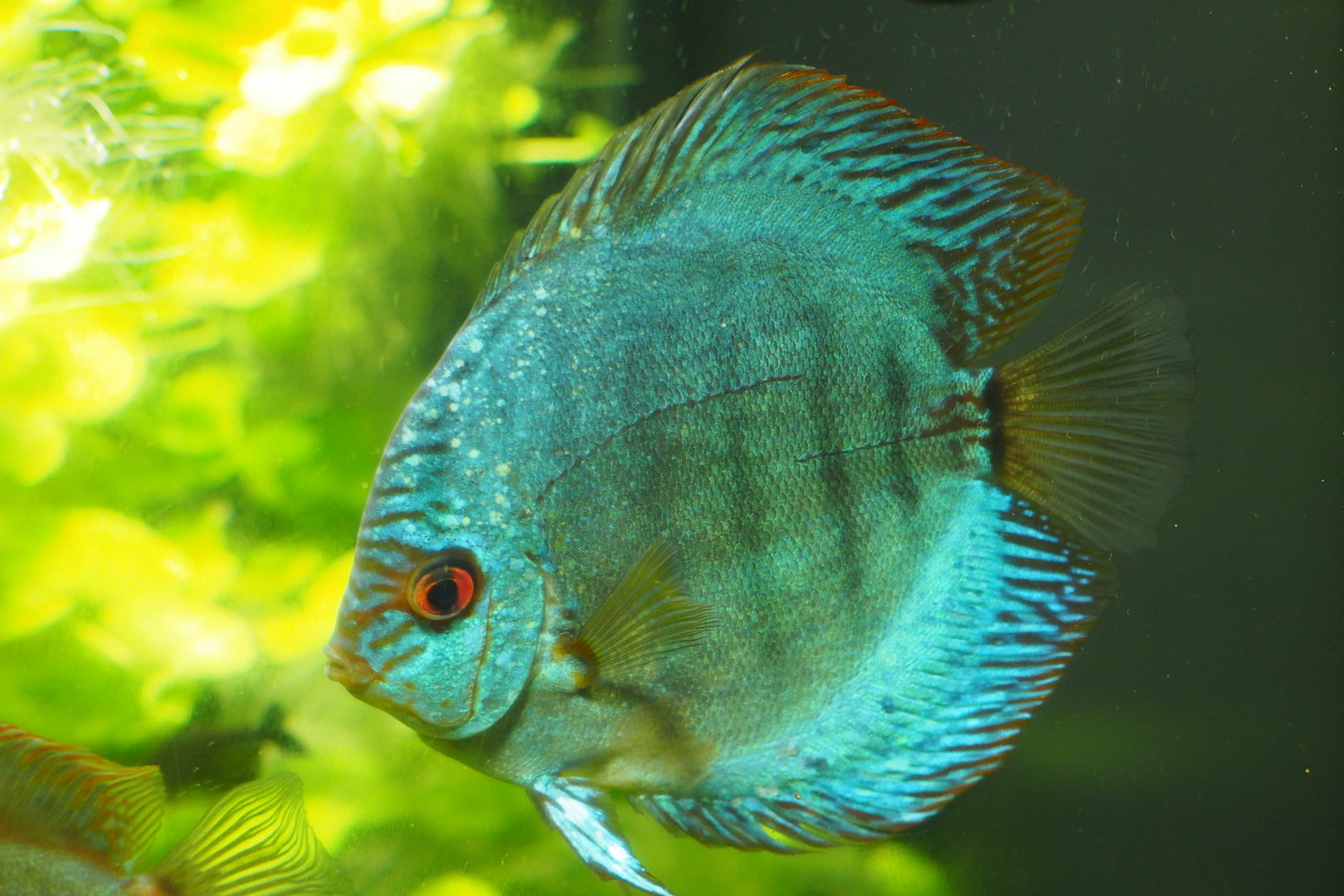Red discus