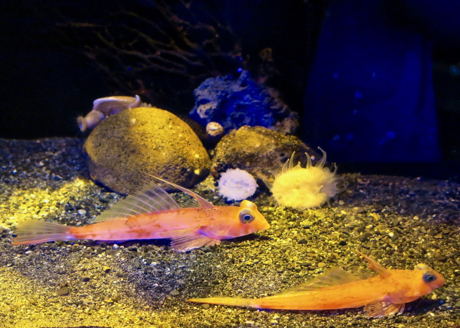 Red Dragonet (Foetorepus altivelis)