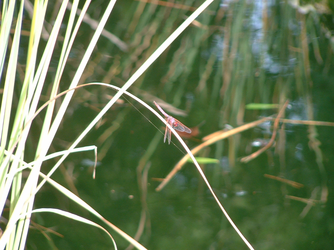'Red Dragonfly'