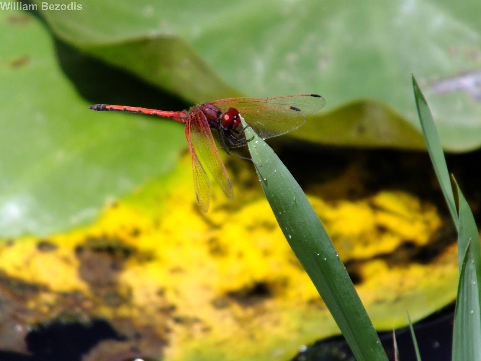 Red Dragonfly