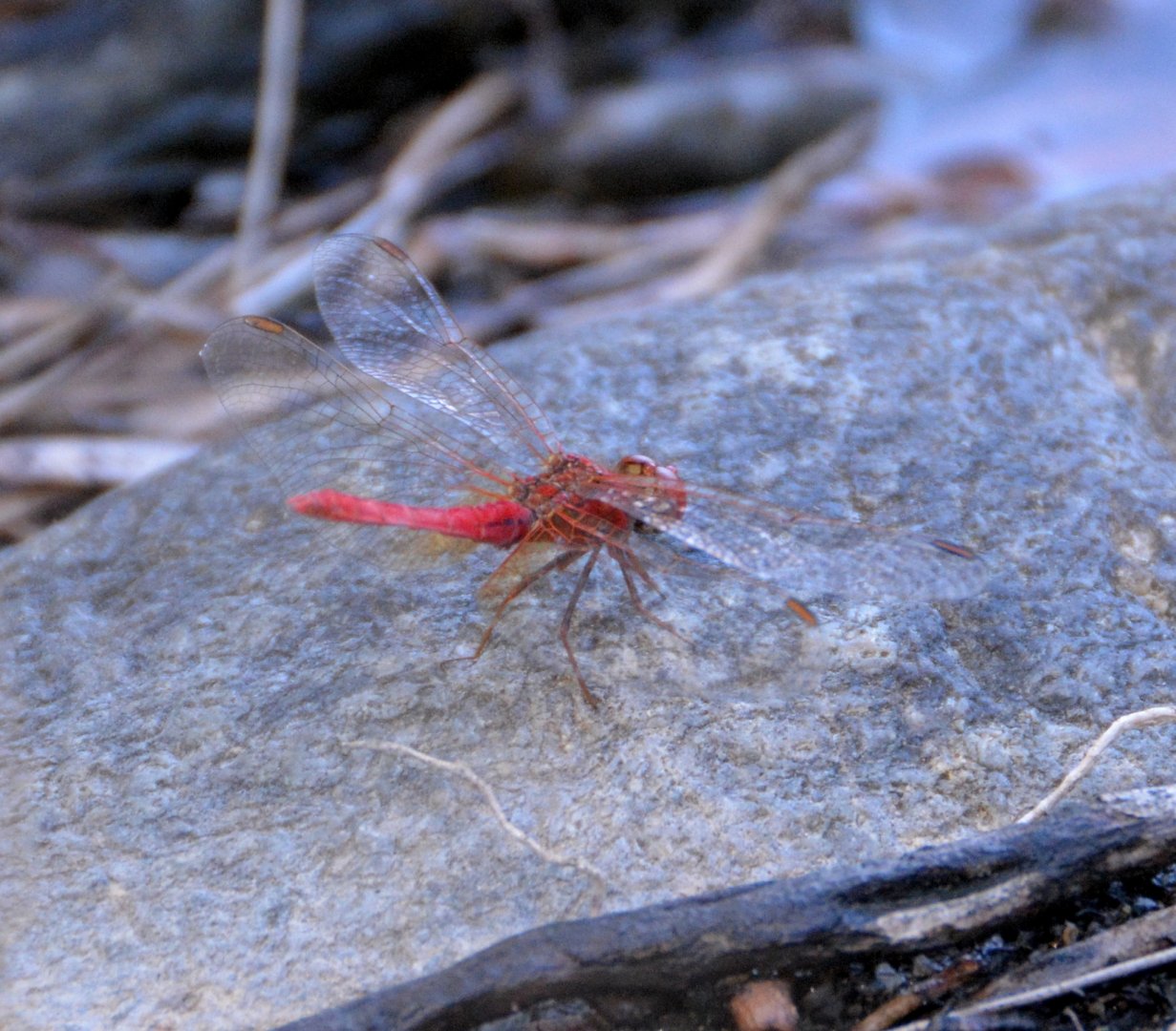 Red dragonfly